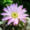 Acanthocalycium _spiniflorum 'violaceum'  P110a _06